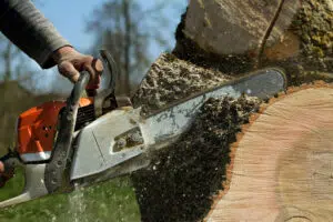 should-you-hire-professional-tree-services-for-your-property